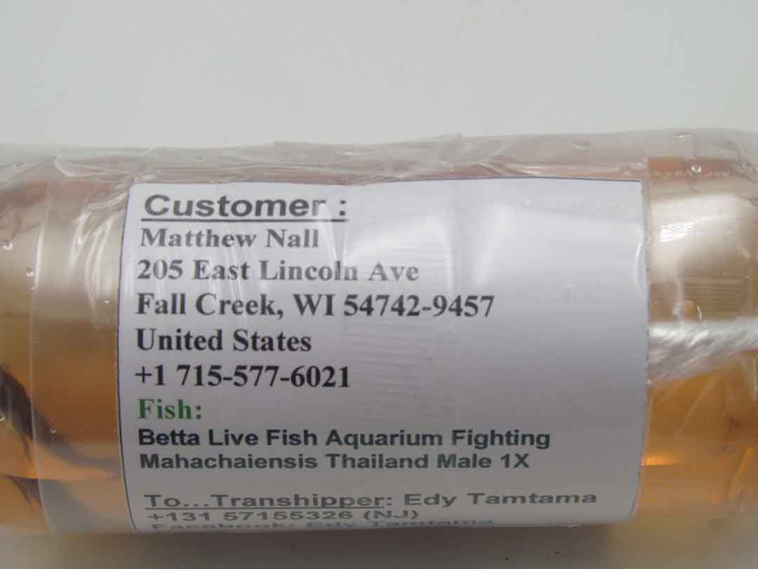 Betta fish individually packed in bags for export